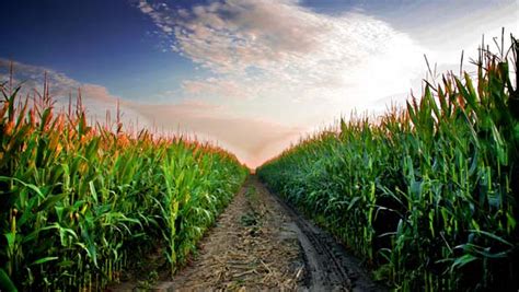 Pole s kukuricou v Bulharsku