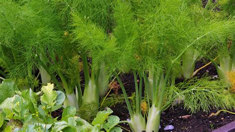 Rôzne druhy príloh k jedlu