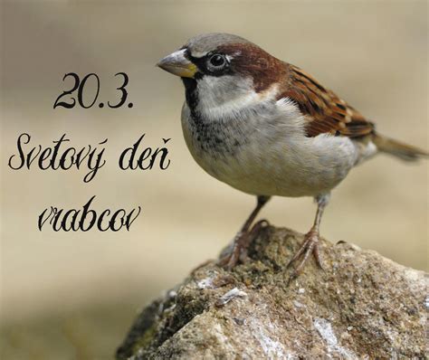 Tabuľka porovnania nutričných hodnôt bežných druhov pečiva