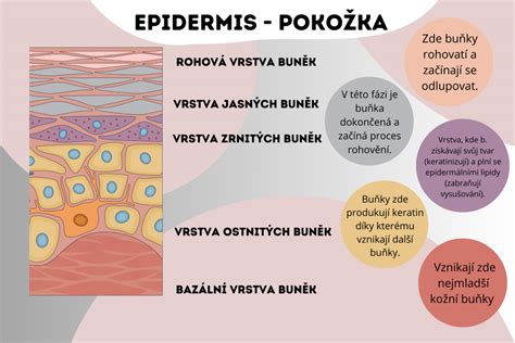 Infografika zobrazujúca vrstvy pokožky a jej funkcie