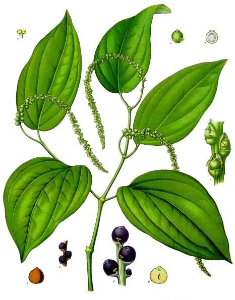 Rastlina piepor čierny (Piper nigrum)