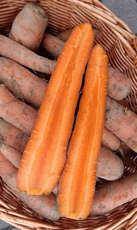 Čerstvá mrkva v nádobe