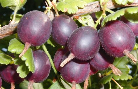 Ríbezle a egreše na stromčeku