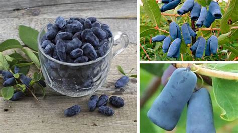 Zrelé plody zemolezu kamčatského