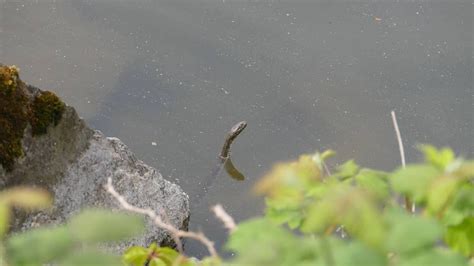 Nahrievanie noža vo vode