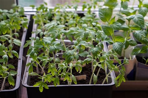 Presádzanie paradajkových priesad