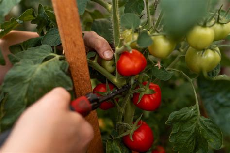 Zaštipovanie rajčín