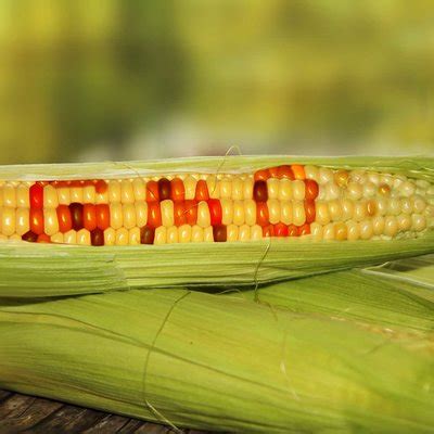 Geneticky modifikovaná kukurica