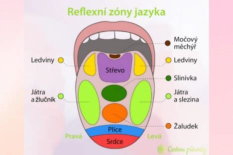 Infografika znázorňujúca rozloženie chuťových pohárikov na jazyku