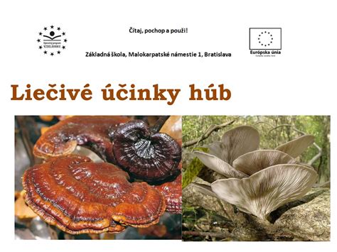Liečivé účinky badiánu