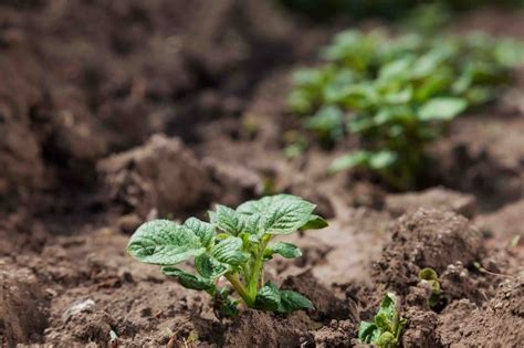 Ilustrácia rastu zemiakov v rôznych klimatických podmienkach