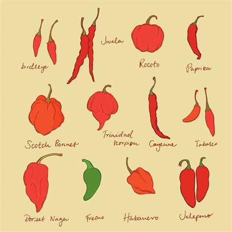 Chilli korenie a jeho druhy