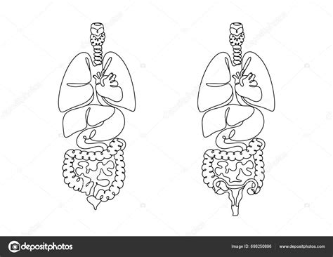 Anatomická kresba konečníka s vyznačenými hemoroidmi