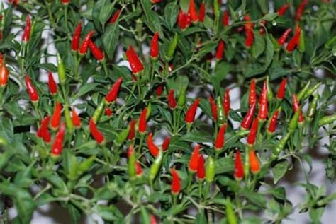 Ilustrácia rastliny Capsicum frutescens