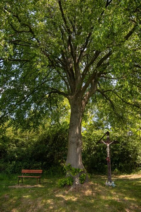 Ľudová lipa pri kríži