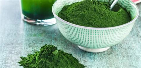 Zelená riasa chlorella v práškovej forme