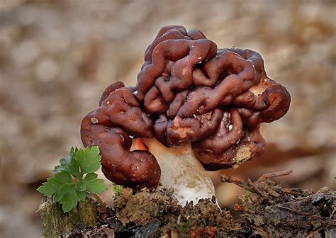 Ilustrácia huby ušiak obrovský