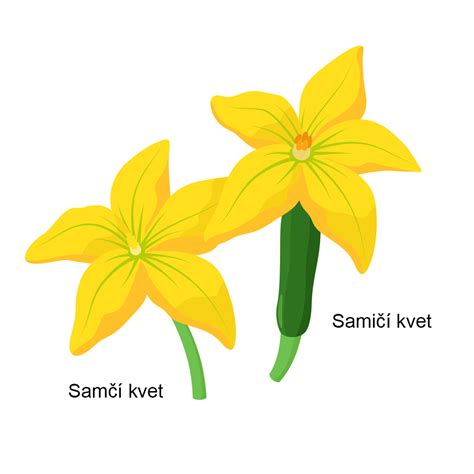 Ilustrácia samčích a samičích kvetov cukety