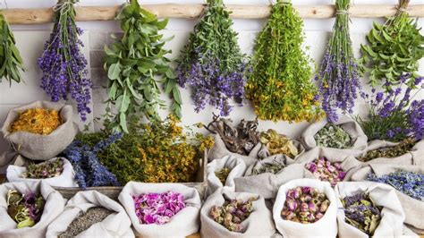 Zobrazenie rôznych liečivých bylín