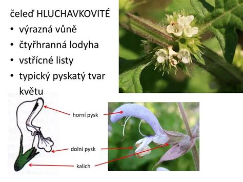 Květ hluchavky