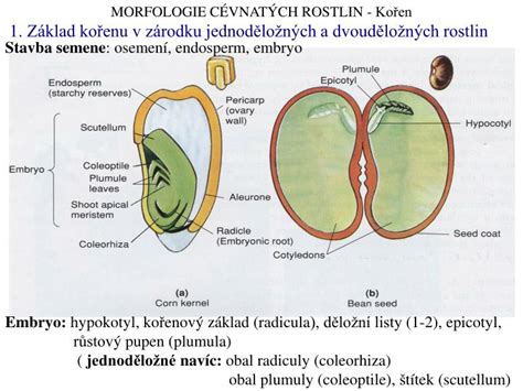 Šíření semen rostlin
