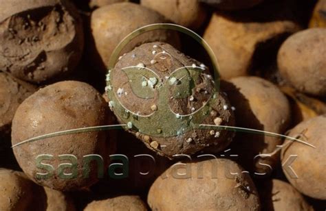 Ilustrácia správneho spôsobu sadenia zemiakov