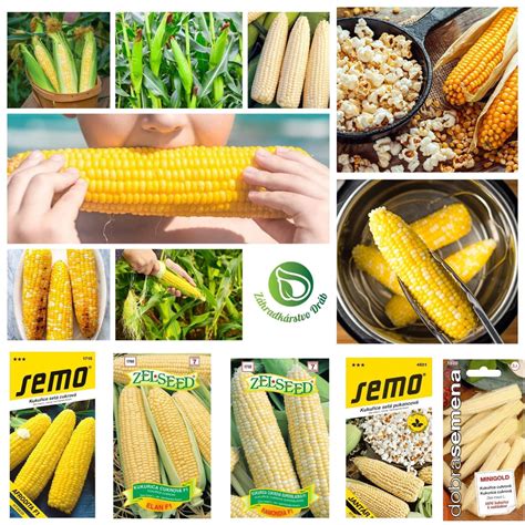 Ilustrácia procesov lúpania čerstvej a sušenej kukurice