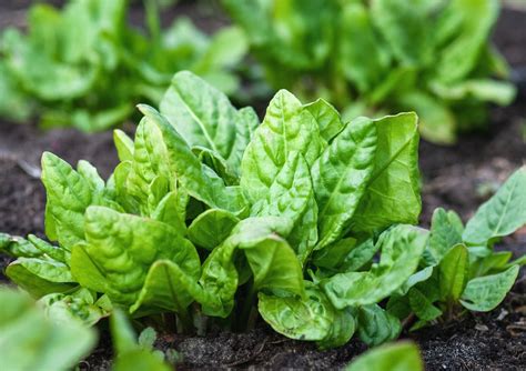 Zimný výsev špenátu