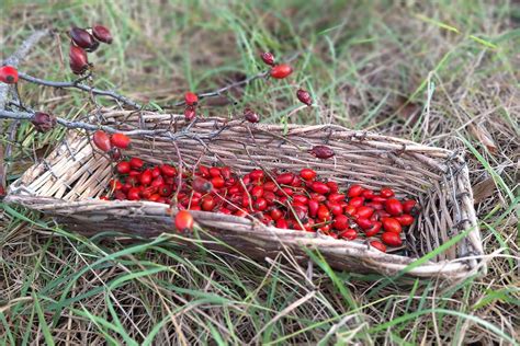 Zber šípok v prírode