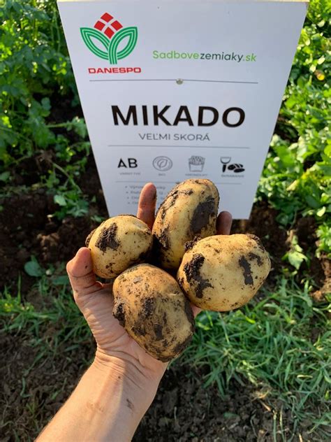 Balenie sadbových zemiakov