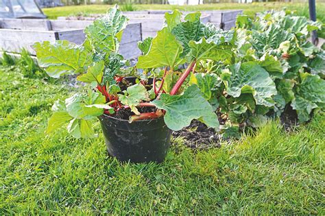 pestovanie rebarbory v záhrade