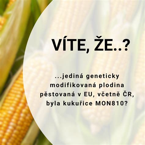 Geneticky modifikovaná plodina