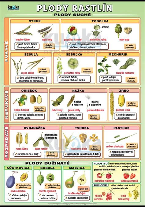 Obrázok plodov nového korenia