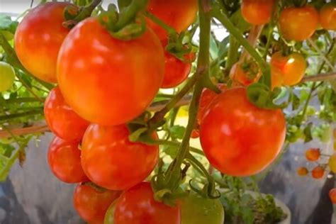Zloženie leča: paradajky, paprika, cibuľa
