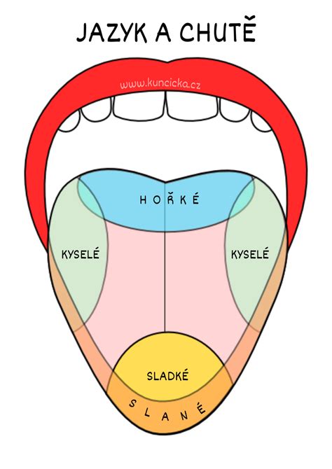Ilustrácia taniera s odporúčaným rozložením jedla podľa konceptu 