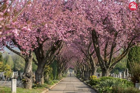 Kvitnúce čerešne v parku v Hamburgu