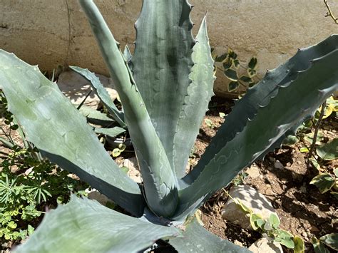 Agáve rastlina a jej šťava