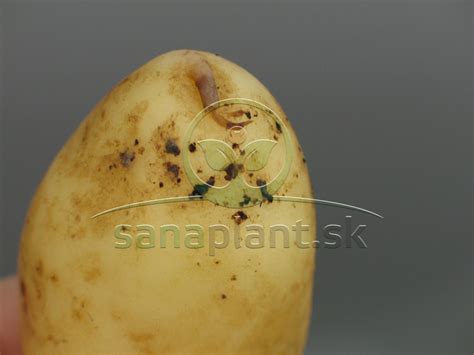 Poškodené zemiaky drôtovcami