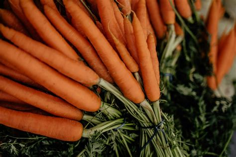 Mrkva poškodená vŕtavkou