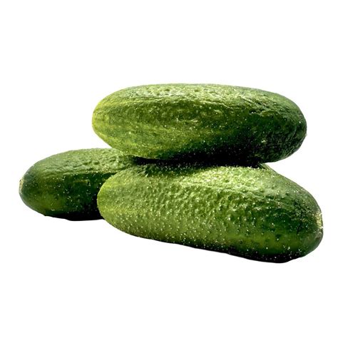 Štruktúra rastliny uhorky