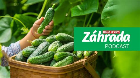 Výsev semienok uhoriek