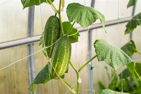Uhorky pestované na sieti