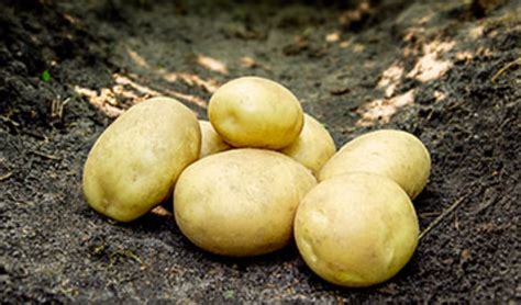 Sadbové zemiaky v záhradnom centre