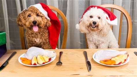Vianočná hostina pre psa