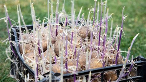 Predklíčené zemiaky pripravené na výsadbu