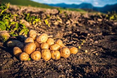 Zemiaky rastúce na ekologickom poli