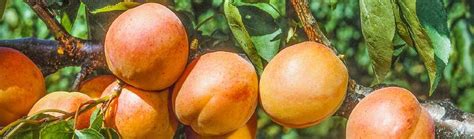 Ilustračná fotka marhúľ na strome