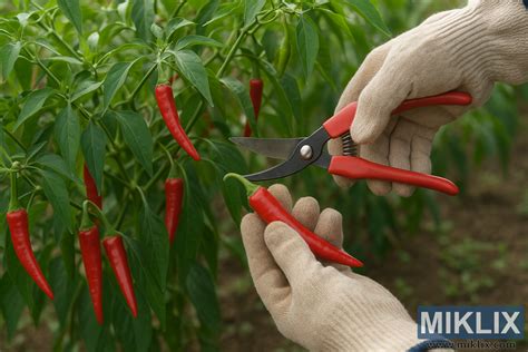 Ilustrácia hôrky zrelých chilli papričiek