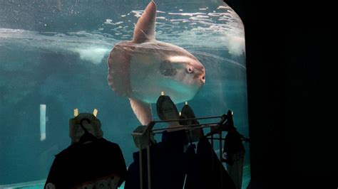 Ryba Cyphotilapia gibberosa v akváriu