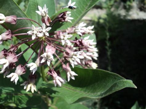 Papagájovec obhrýzajúci koral